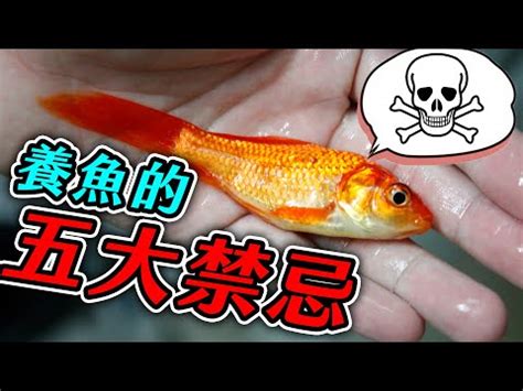 怎麼養魚|養魚新手入門：12個教學讓你養魚一次上手（新手必讀）